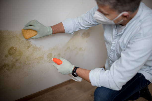 Rancho Palos Verdes, CA Mold Remediation Company