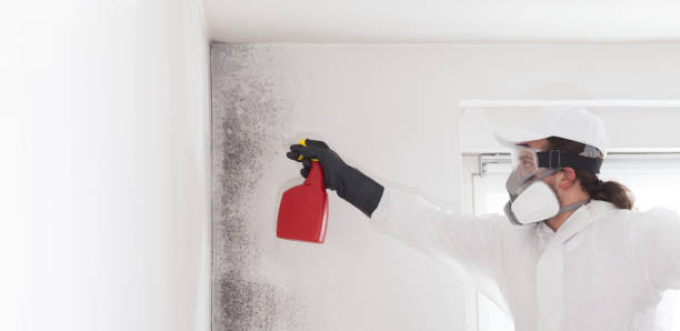 Best Residential Mold Remediation in Rancho Palos Verdes, CA