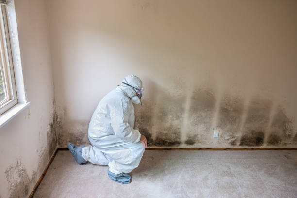 Best Residential Mold Remediation in Rancho Palos Verdes, CA