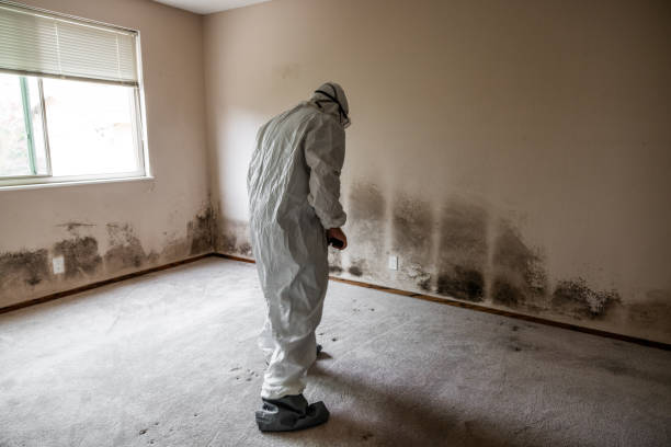 Best Basement Mold Remediation in Rancho Palos Verdes, CA